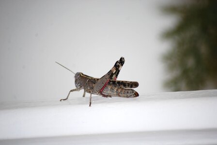 Grasshopper insect solitaire photo