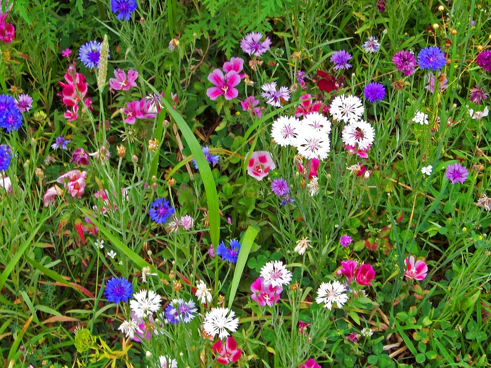 Flora floral natural