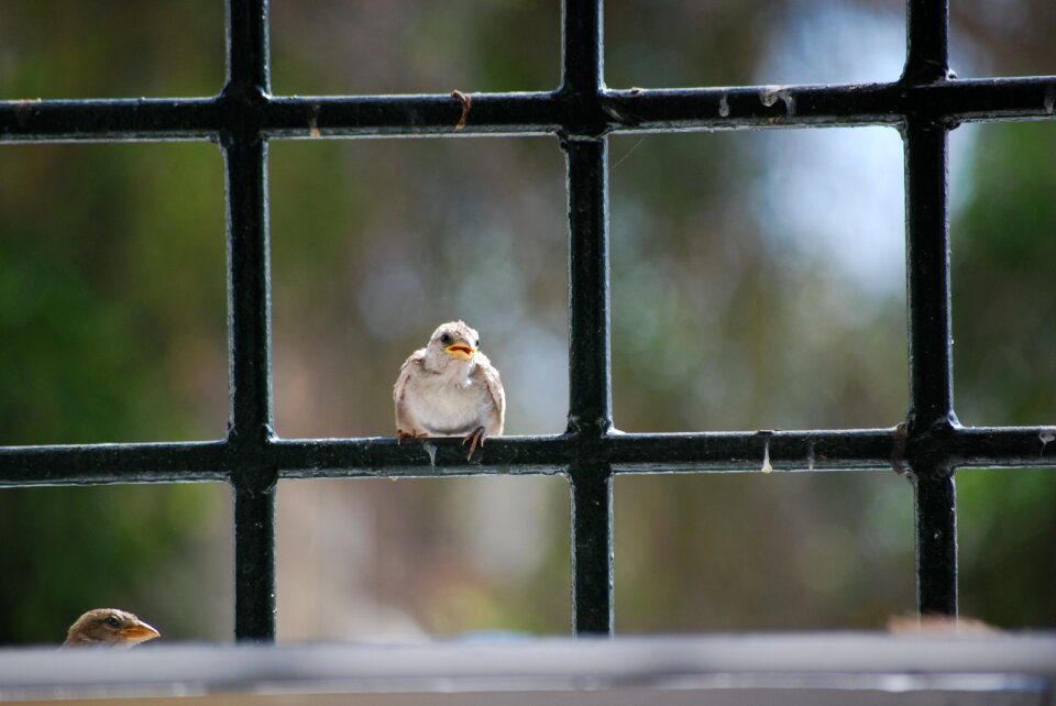 Bird roost look
