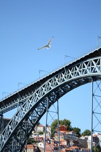 Seagull bridge porto