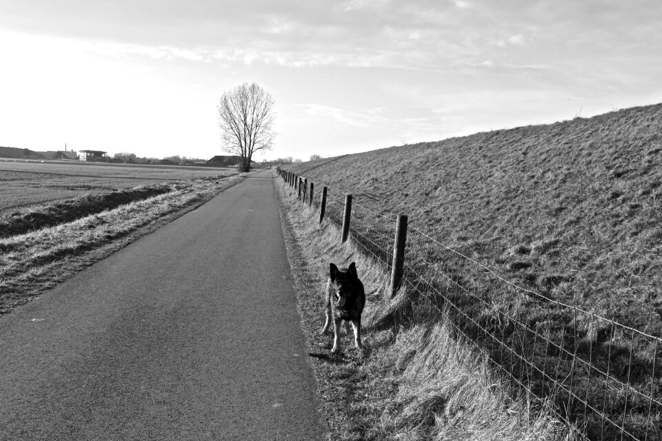 Away black white dog