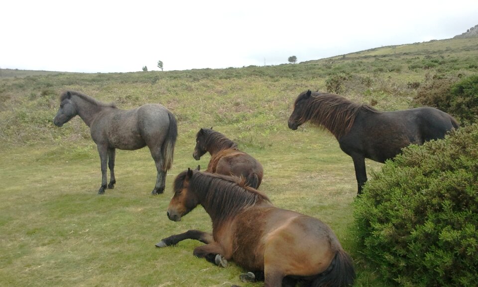 Nature animal stallion