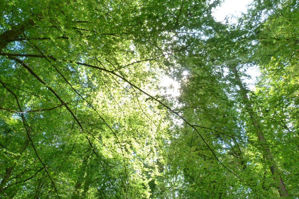 Forest sun sunbeam