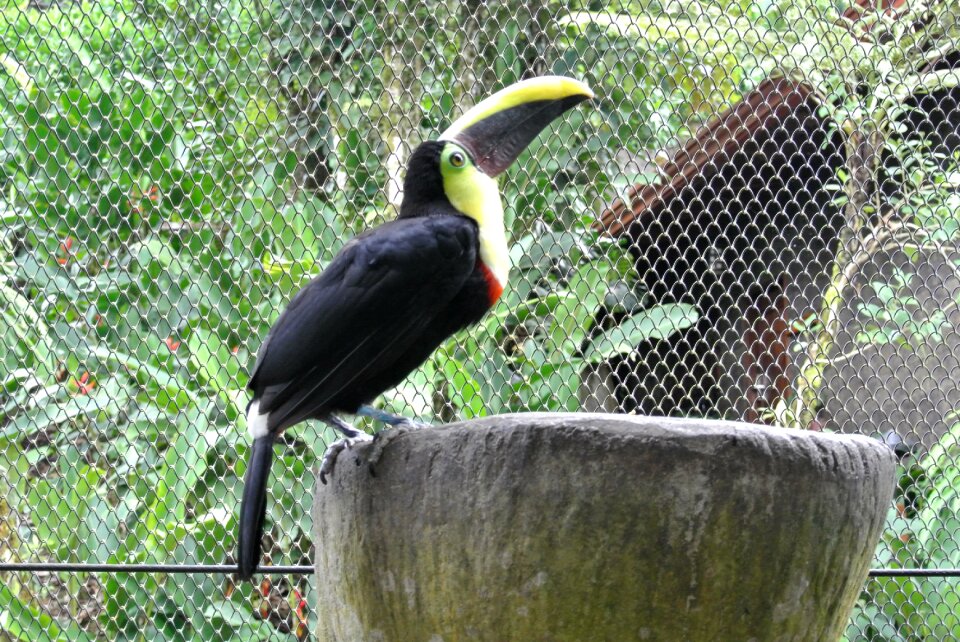 Toucan bird costa rica