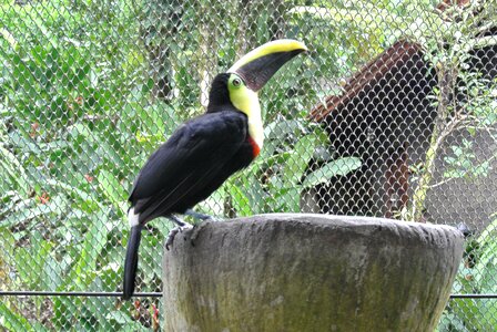 Toucan bird costa rica photo