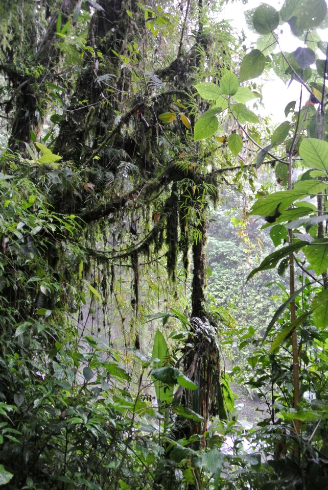 Costa rica rain forest vegetation
