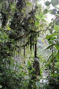 Costa rica rain forest vegetation photo