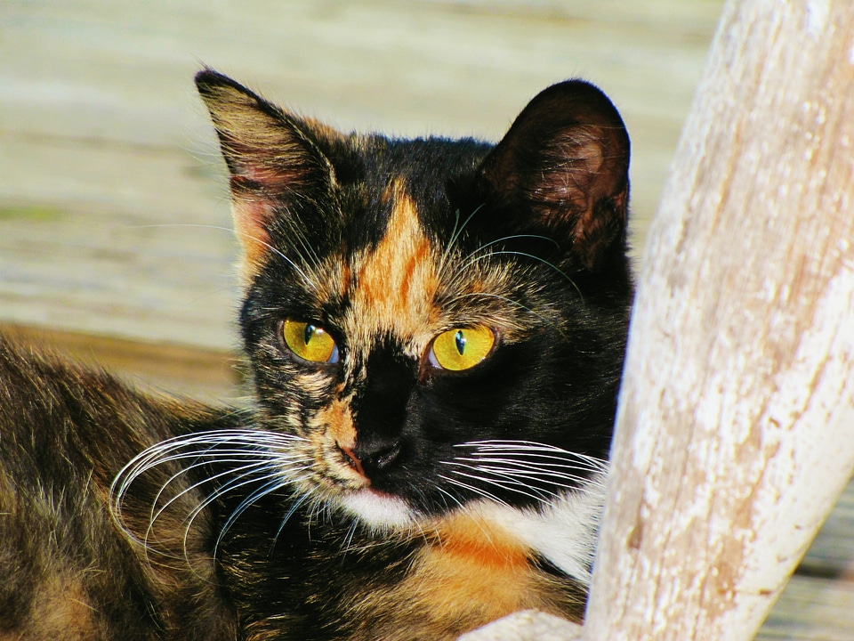 Black cat portrait animal pet