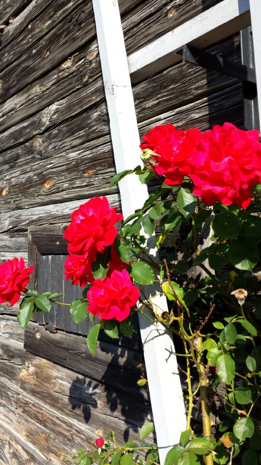 Roses summer torp