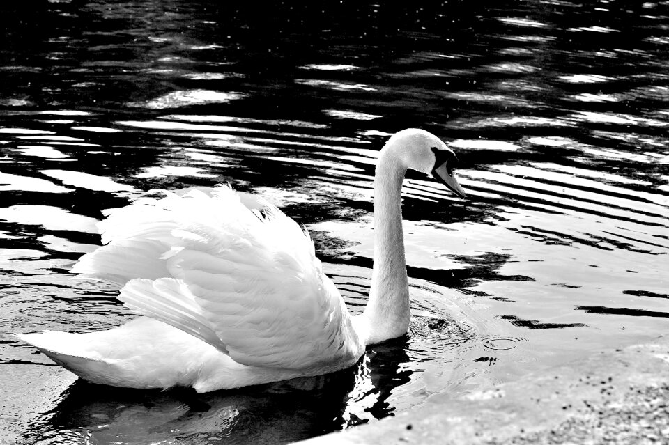 White bird nature