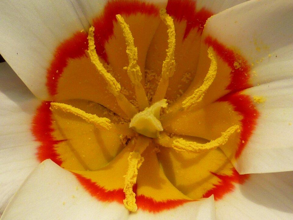 Tulip kaufmanniana ancilla