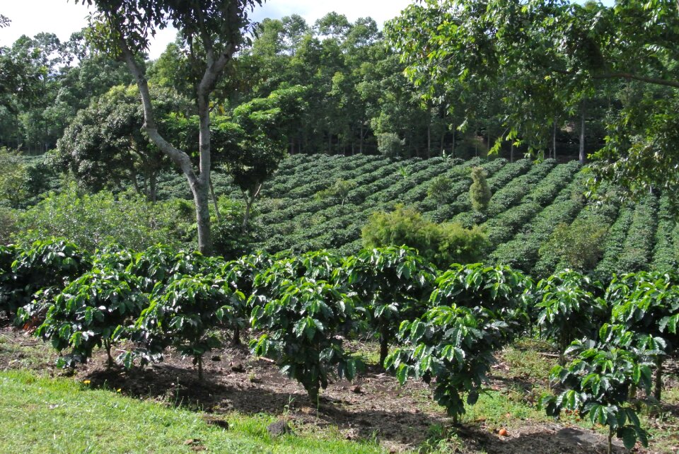 Coffee costa rica Free photos