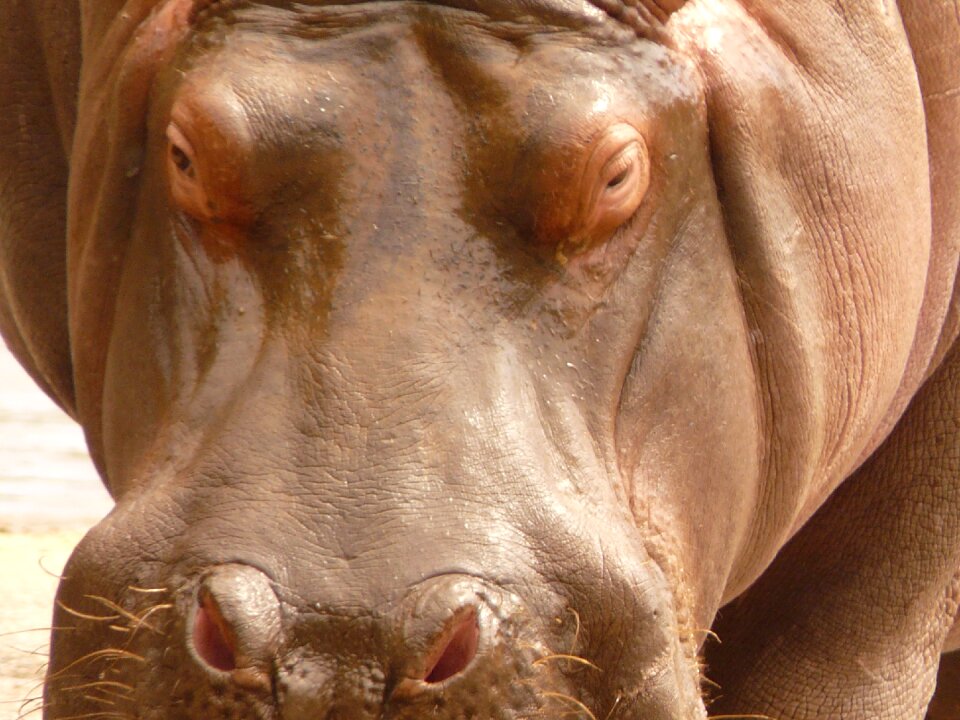 Hippo animal look