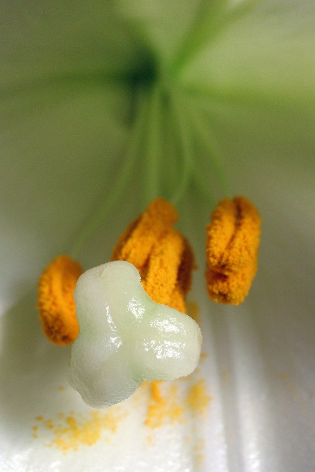 Flower lillies lily