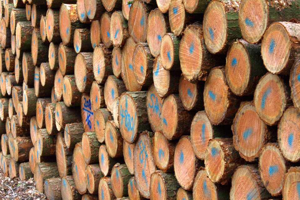 Spar forestry tree trunks