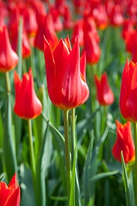Bud color flora