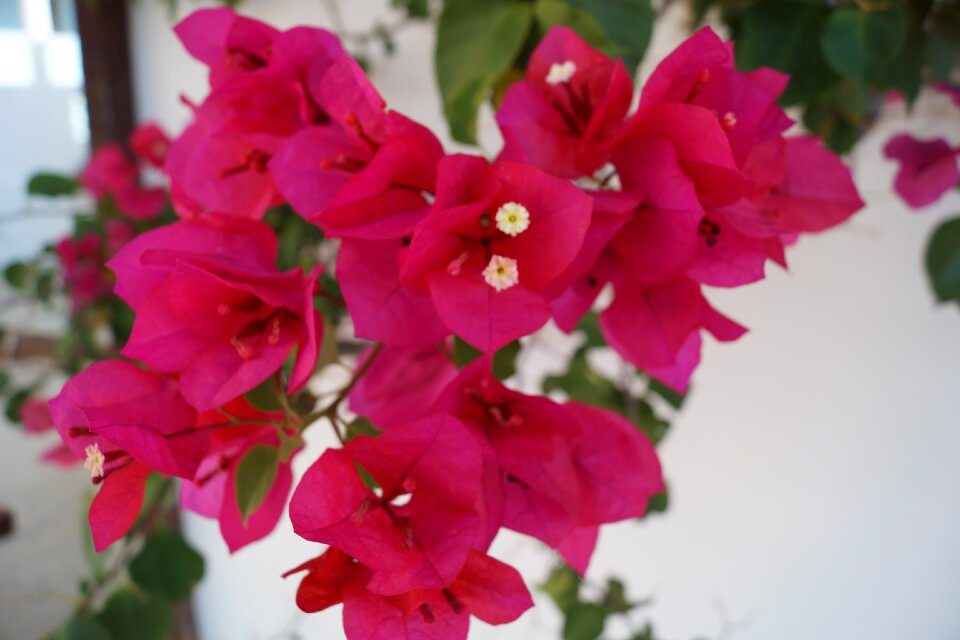 Pink flower garden flowering