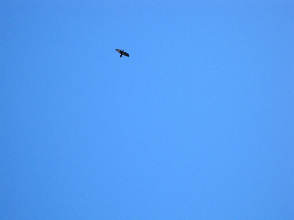 Freedom flying birds