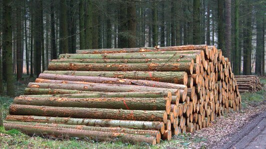 Holzstapel forest forestry