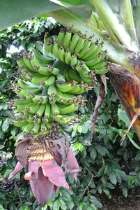 Banana costa rica banana plantation photo