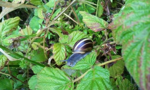 Animal shell brown photo