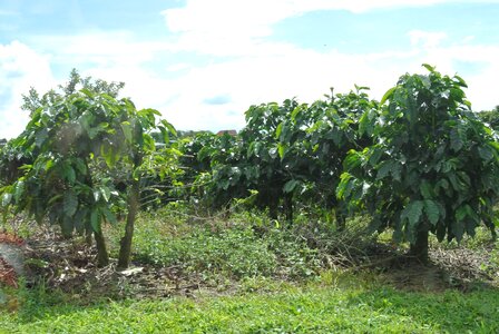 Coffee costa rica Free photos