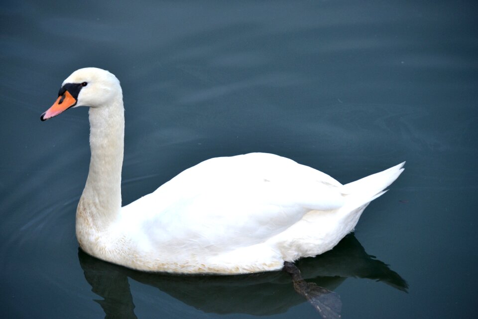 Bird swans water bird