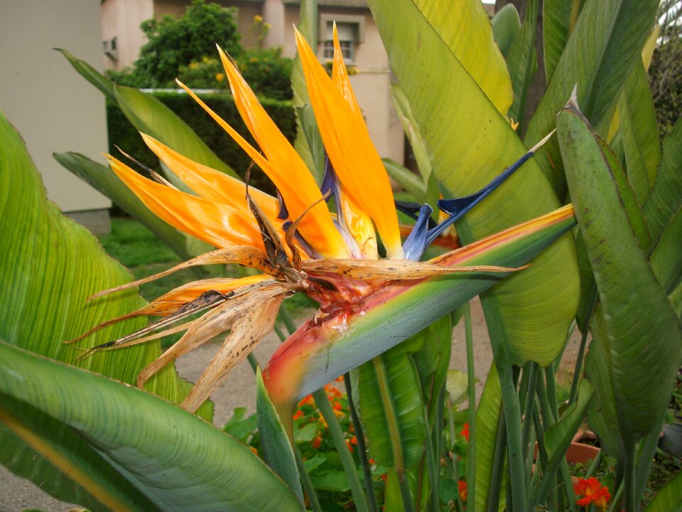 Bird of paradise flower nature