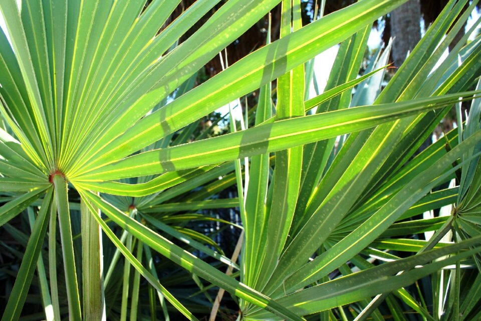 Tropical green