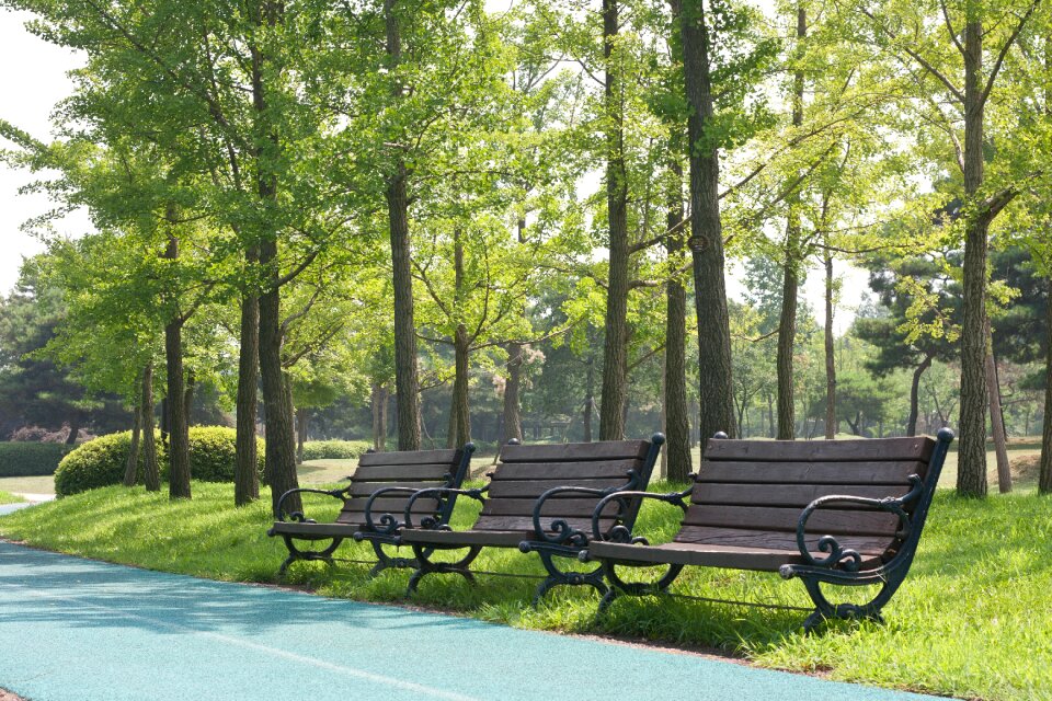 Wood bench summer