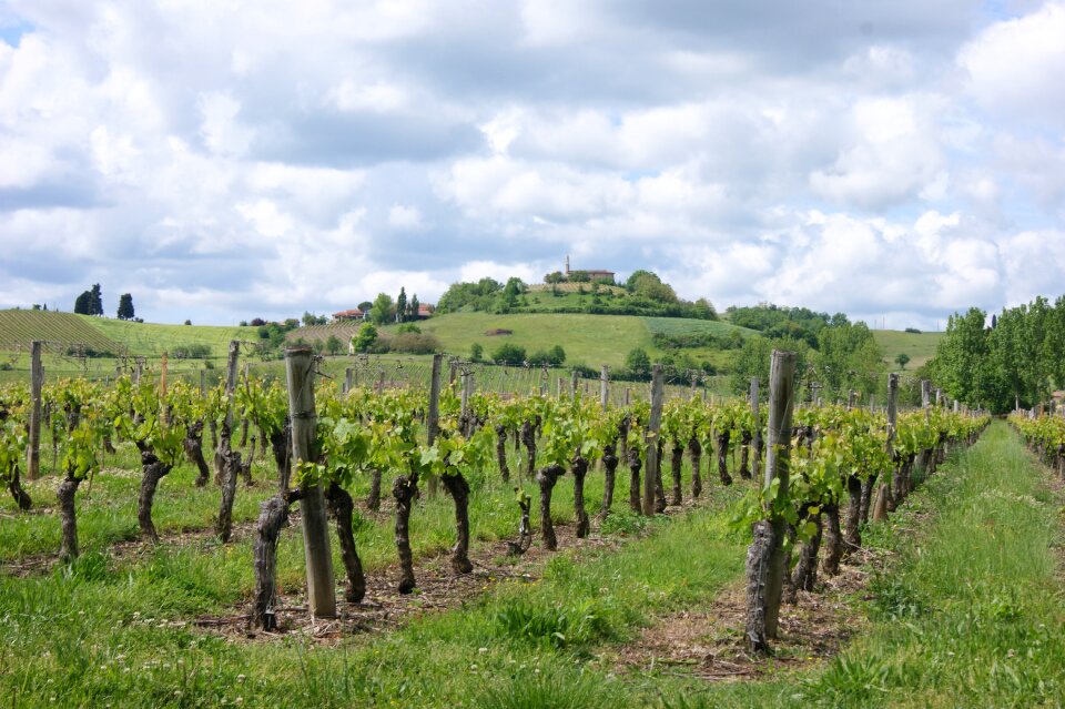 France branch nature