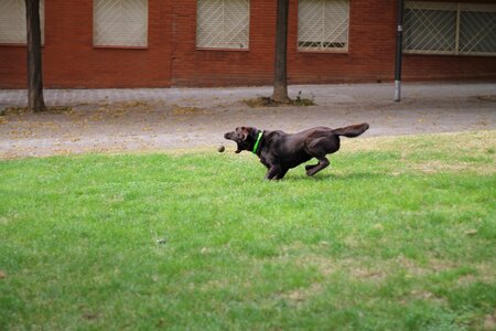 Dog speed ball