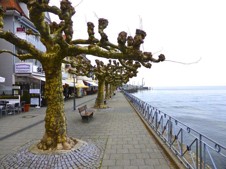Beach front gnarled winter