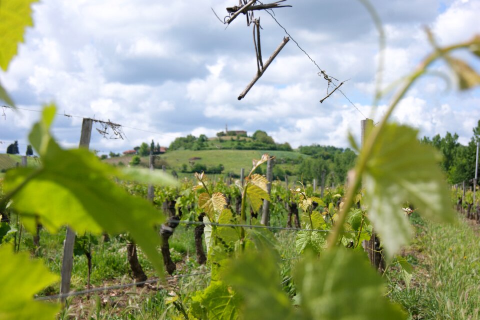 France wine nature