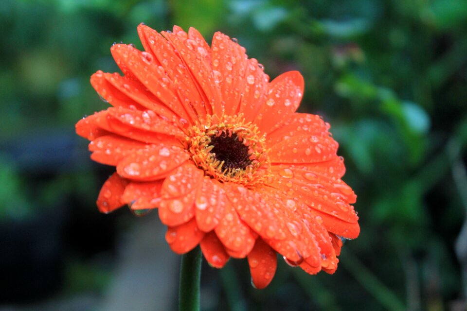 Plant floral