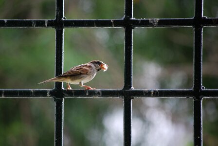 Bird hunter frame