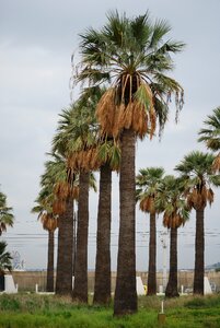 Palm vertical green
