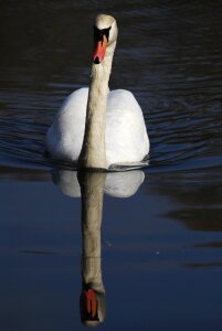 Reflection water