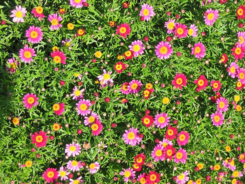 Green flowers tiny