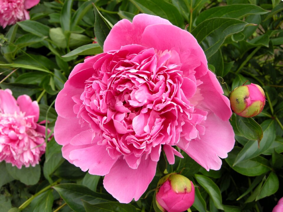 Nature blossom