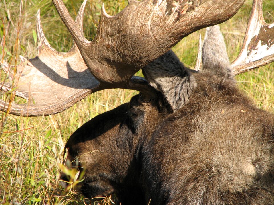 Nature mammal wildlife
