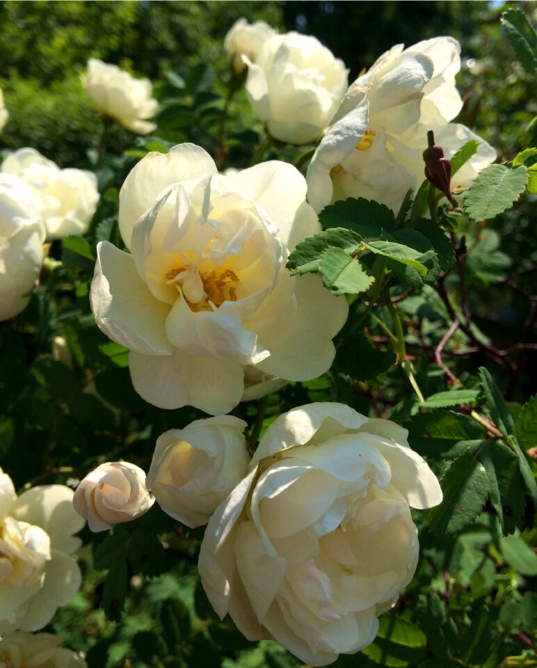 White rose flower garden