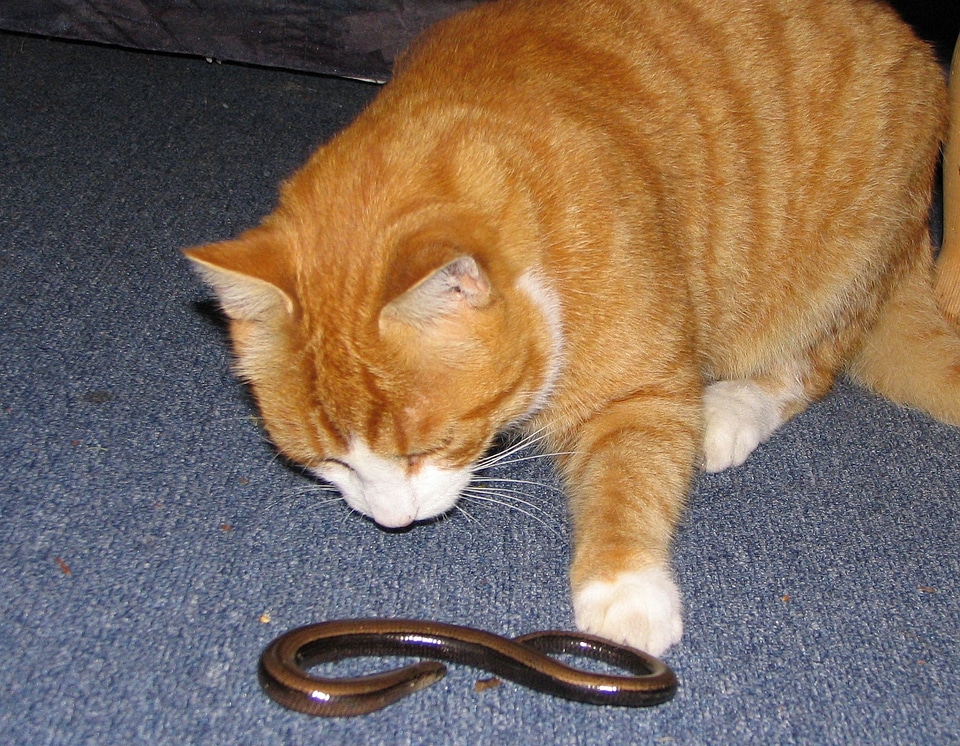 Mackerel slow worm lizard