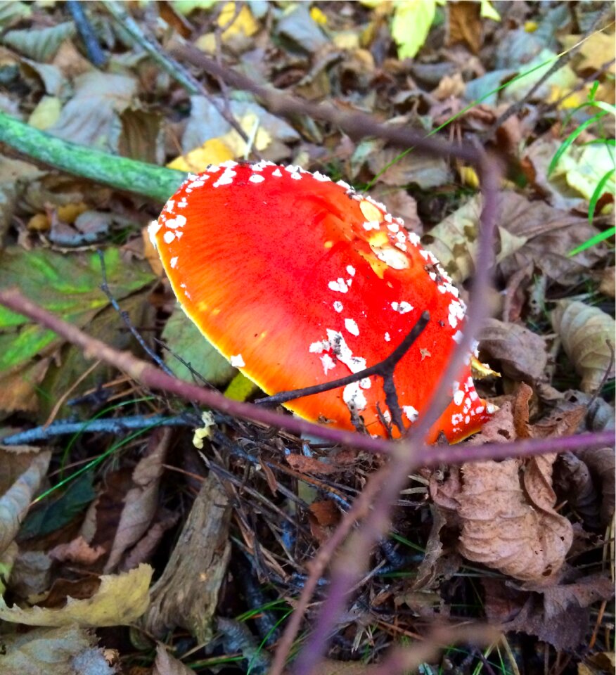 Red mushroom autumn