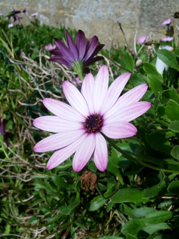 Violet nature marguerite