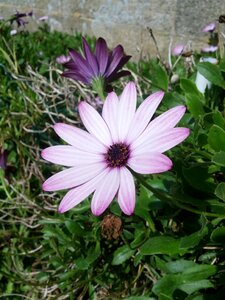 Violet nature marguerite photo