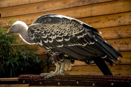 Falconry locarno raptors