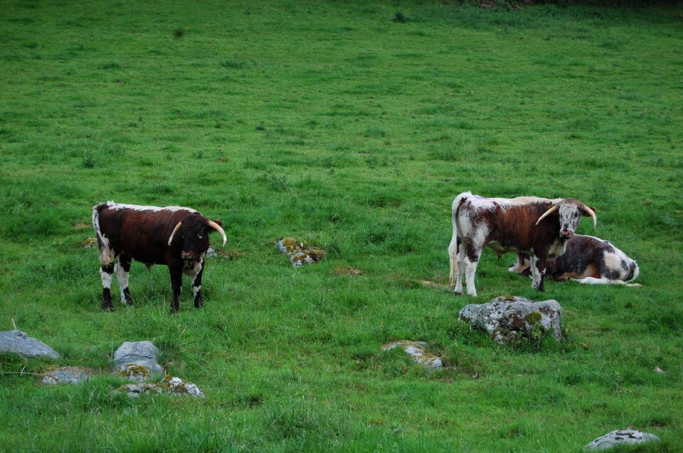 Cows england campaign