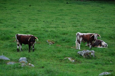 Cows england campaign