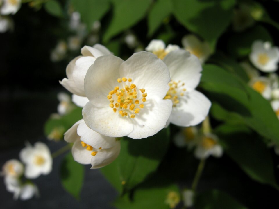 Nature blossom